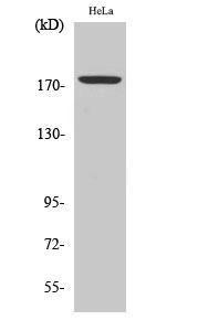 Western blot analysis of various cells using Anti-Erbin (phospho Tyr1104) Antibody