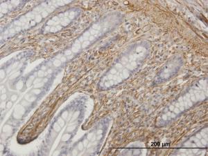 Anti-CALD1 Mouse Polyclonal Antibody