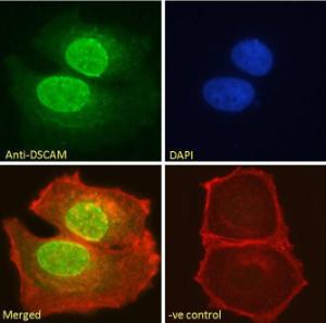 Anti-DSCAM Antibody (A83347) - Immunofluorescence analysis of paraformaldehyde fixed MCF7 cells, permeabilized with 0.15% Triton. Primary incubation 1hr (10 µg/ml) followed by Alexa Fluor 488 secondary antibody (2 µg/ml), showing nuclear staining