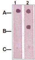 Anti-IRS1 Rabbit Polyclonal Antibody