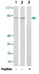 Anti-ARNT2 Rabbit Polyclonal Antibody