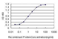 Anti-USF1 Mouse Monoclonal Antibody [clone: 2A7]