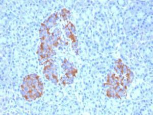 Anti-TNF alpha Mouse Monoclonal Antibody [clone: TNFA/1172]