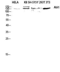 Western blot analysis of HELA KB SH SY5Y 293T 3T3 lysis using Anti-ABL1 Antibody