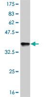 Anti-NANOG Mouse Monoclonal Antibody [clone: 2C11]