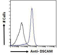 Anti-DSCAM Antibody (A83347) - Flow cytometric analysis of paraformaldehyde fixed MCF7 cells (blue line), permeabilized with 0.5% Triton