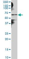 Anti-NEK3 Mouse Polyclonal Antibody