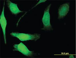 Anti-NGFRAP1 Mouse Polyclonal Antibody