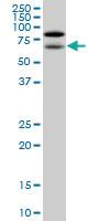 Anti-NOLC1 Mouse Monoclonal Antibody [clone: 3F8]