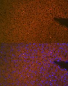 Immunofluorescence analysis of mouse liver cells using Anti-Matriptase 2 Antibody (A8702) at a dilution of 1:100 (40X lens). DAPI was used to stain the cell nuclei (blue)