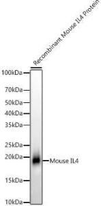 Anti-IL-4 Rabbit Monoclonal Antibody [clone: ARC56660]