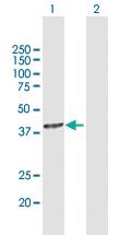 Anti-USF2 Mouse Polyclonal Antibody