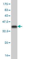 Anti-NANOG Mouse Monoclonal Antibody [clone: 2E11]