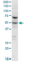 Anti-FARSA Mouse Polyclonal Antibody