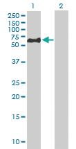 Anti-NEK3 Mouse Polyclonal Antibody