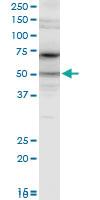 Anti-FARSA Mouse Polyclonal Antibody