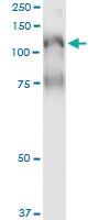 Anti-PLCL2 Mouse Monoclonal Antibody