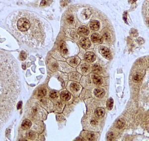 Anti-JAG1 Antibody (A84972) (2 µg/ml) staining of paraffin embedded Human Kidney Steamed antigen retrieval with citrate buffer pH 6, HRP-staining