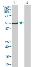 Anti-NR0B1 Rabbit Polyclonal Antibody