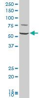 Anti-FARSA Mouse Polyclonal Antibody