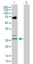 Anti-EGLN3 Rabbit Polyclonal Antibody