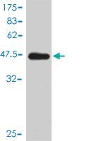 Anti-VBP1 Mouse Monoclonal Antibody [clone: 3D11]