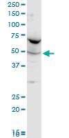 Anti-FARSA Mouse Polyclonal Antibody