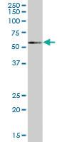 Anti-NEK3 Mouse Polyclonal Antibody