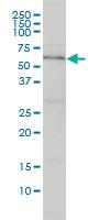 Anti-DNAJC7 Mouse Monoclonal Antibody [clone: 4G6-G3]