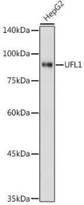 Anti-UFL1 Rabbit Polyclonal Antibody