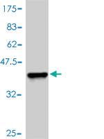 Anti-TFAP2B Mouse Polyclonal Antibody