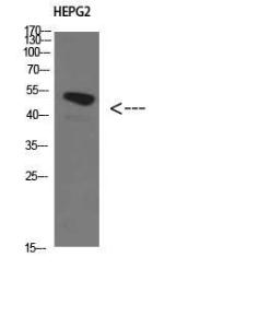 Anti-HIC5 Rabbit Polyclonal Antibody