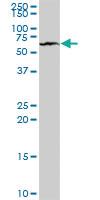 Anti-PTH1R Mouse Polyclonal Antibody