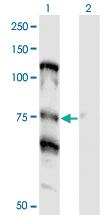 Anti-NOLC1 Mouse Monoclonal Antibody [clone: 3F8]