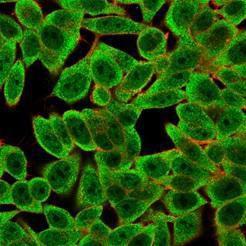 Immunofluorescent analysis of PFA fixed HeLa cells stained with Anti-ThPok Antibody [PCRP-ZBTB7B-1B6] followed by Goat Anti-Mouse IgG (CFand#174; 488) (Green). Counterstain is Phalloidin-CFand#174; 640A (Red)