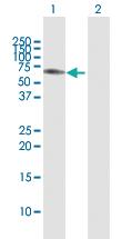 Anti-NEK3 Rabbit Polyclonal Antibody