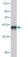 Anti-SNX12 Mouse Monoclonal Antibody [clone: 2C10]