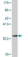 Anti-NPR2 Mouse Polyclonal Antibody