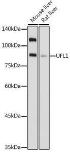 Anti-UFL1 Rabbit Polyclonal Antibody