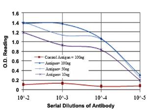 Anti-MMP9 Mouse Monoclonal Antibody [clone: 5C3]