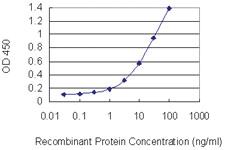 Anti-EGLN3 Mouse Monoclonal Antibody [clone: 3C5]