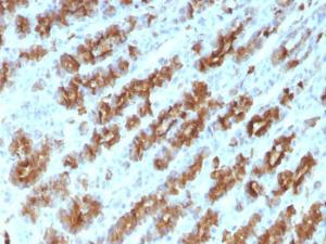 Anti-TNF alpha Mouse Monoclonal Antibody [clone: TNFA/1172]