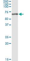 Anti-NEK3 Rabbit Polyclonal Antibody