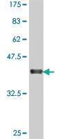 Anti-SPEF2 Mouse Polyclonal Antibody