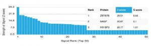 Analysis of protein array containing more than 19,000 full-length human proteins using Anti-ThPok Antibody [PCRP-ZBTB7B-1B6]