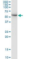 Anti-FARSA Mouse Polyclonal Antibody