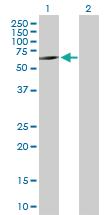 Anti-FARSA Mouse Polyclonal Antibody