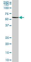 Anti-FARSA Mouse Polyclonal Antibody