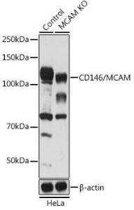 Antibody A309095-100 100 µl