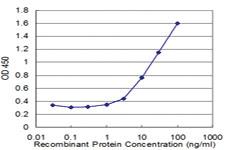 Anti-NOLC1 Mouse Monoclonal Antibody [clone: 3F8]